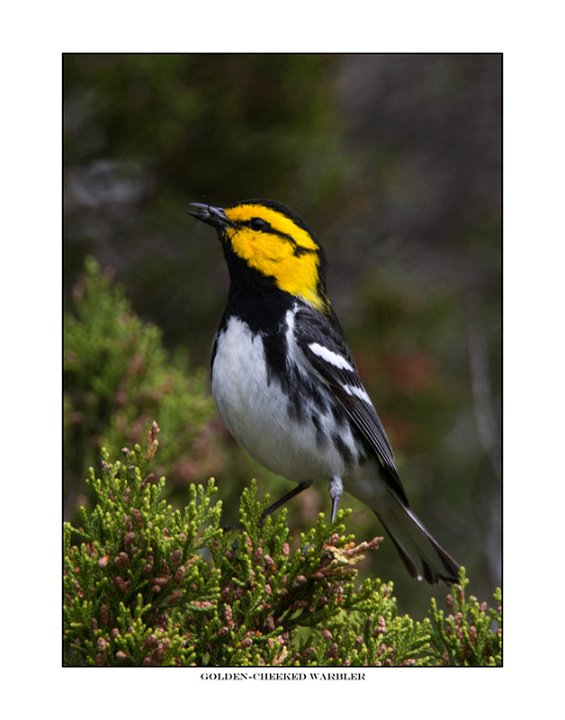_1SB9932 golden-cheeked warbler a11x14.jpg